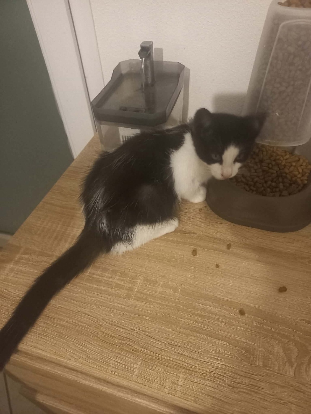 Adoption Bibop