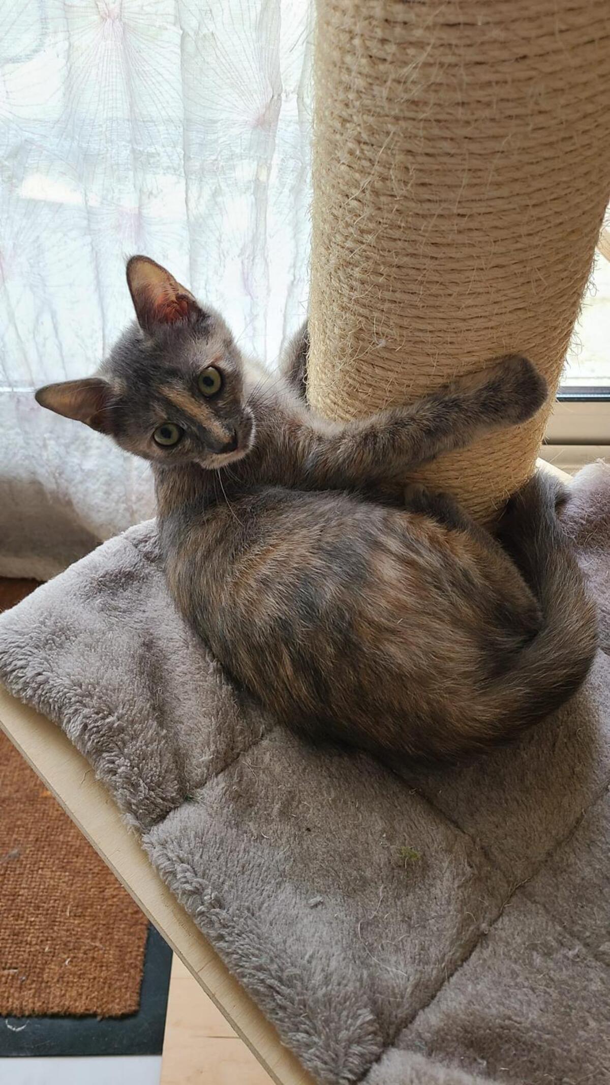 Adoption Dorie