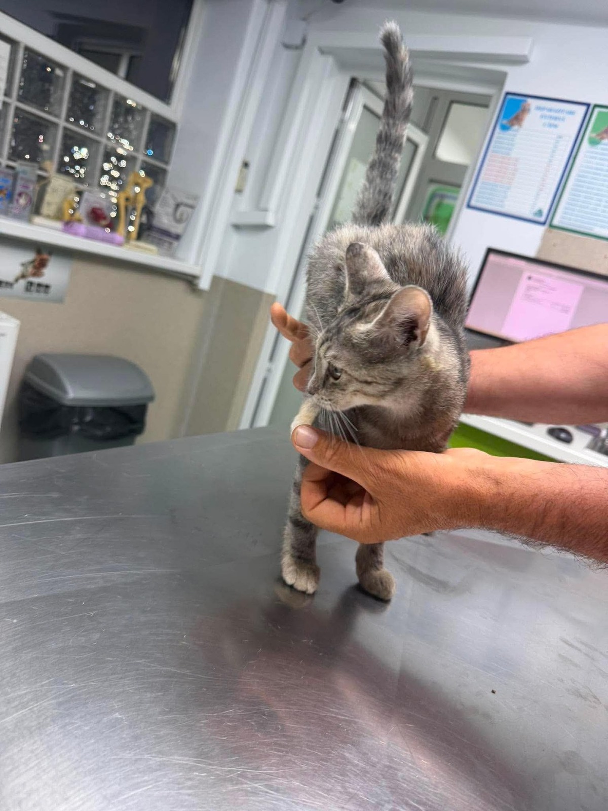 Adoption Mia