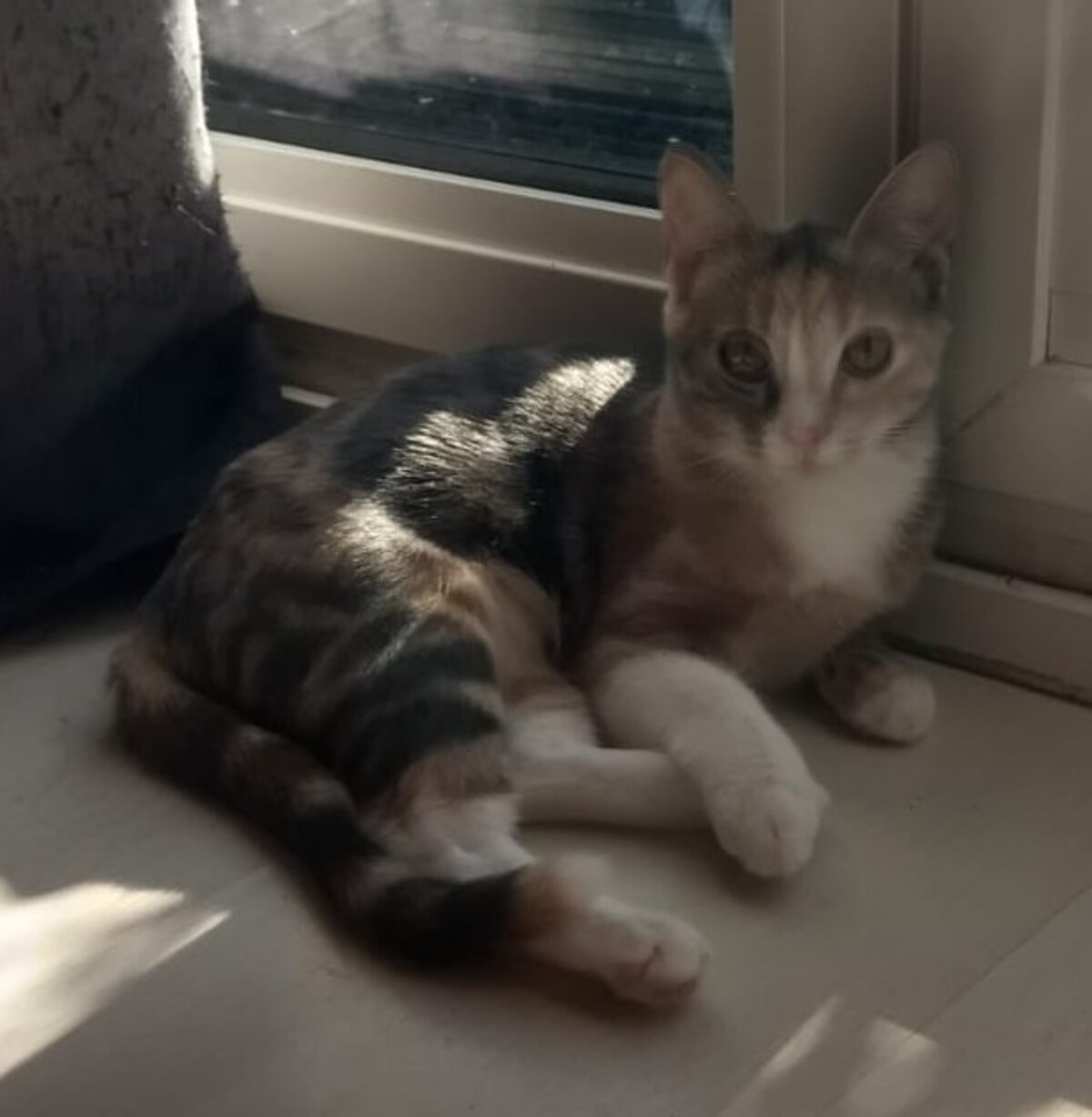 Adoption Bijou