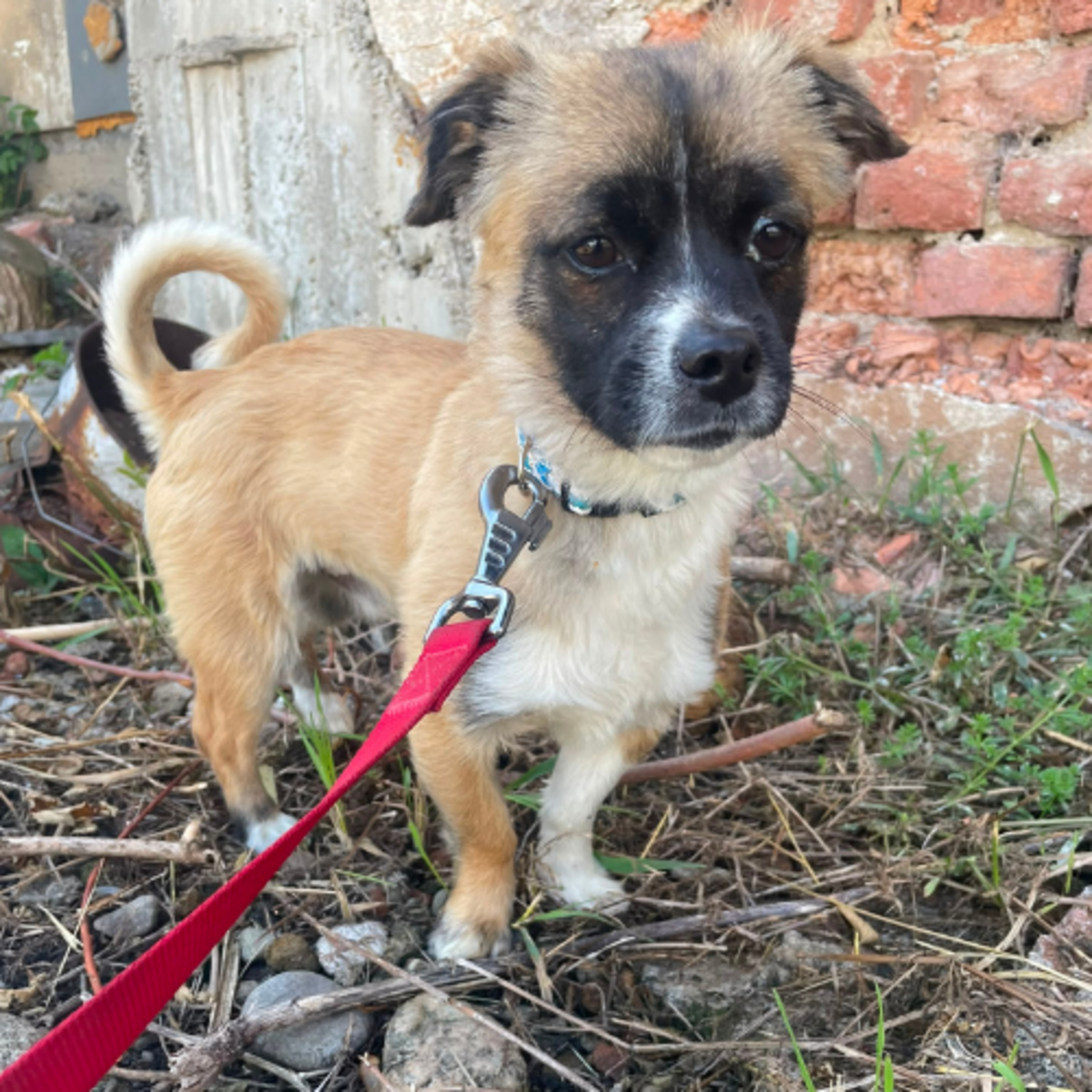 Adoption PEKI