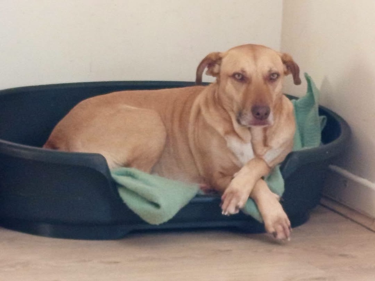 Adoption Fifi