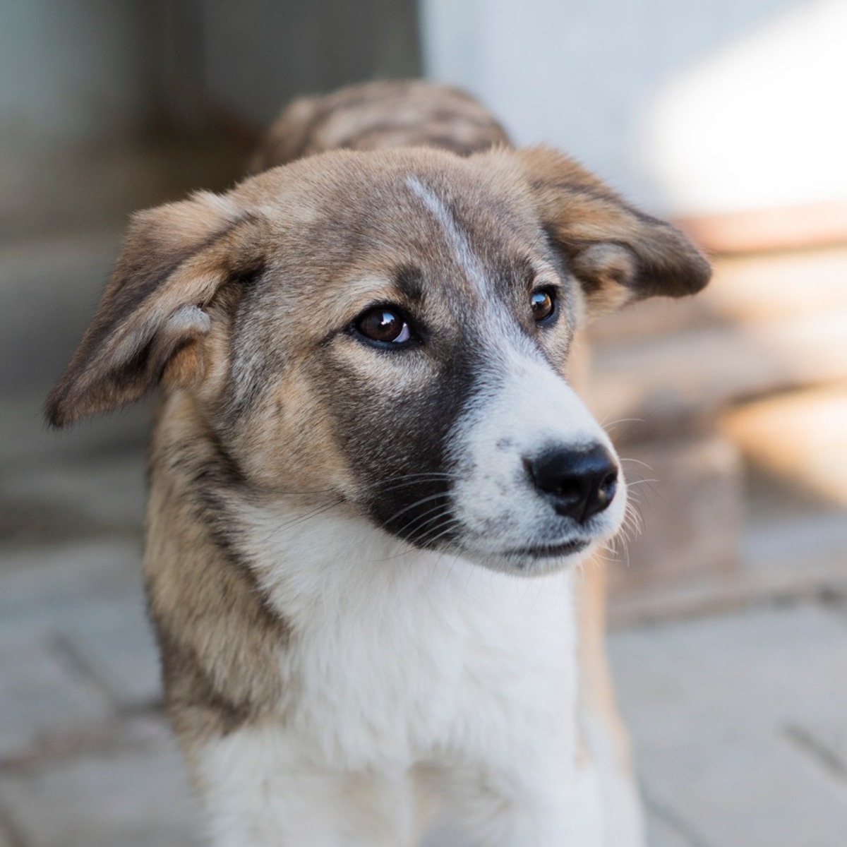 Adoption Hizia