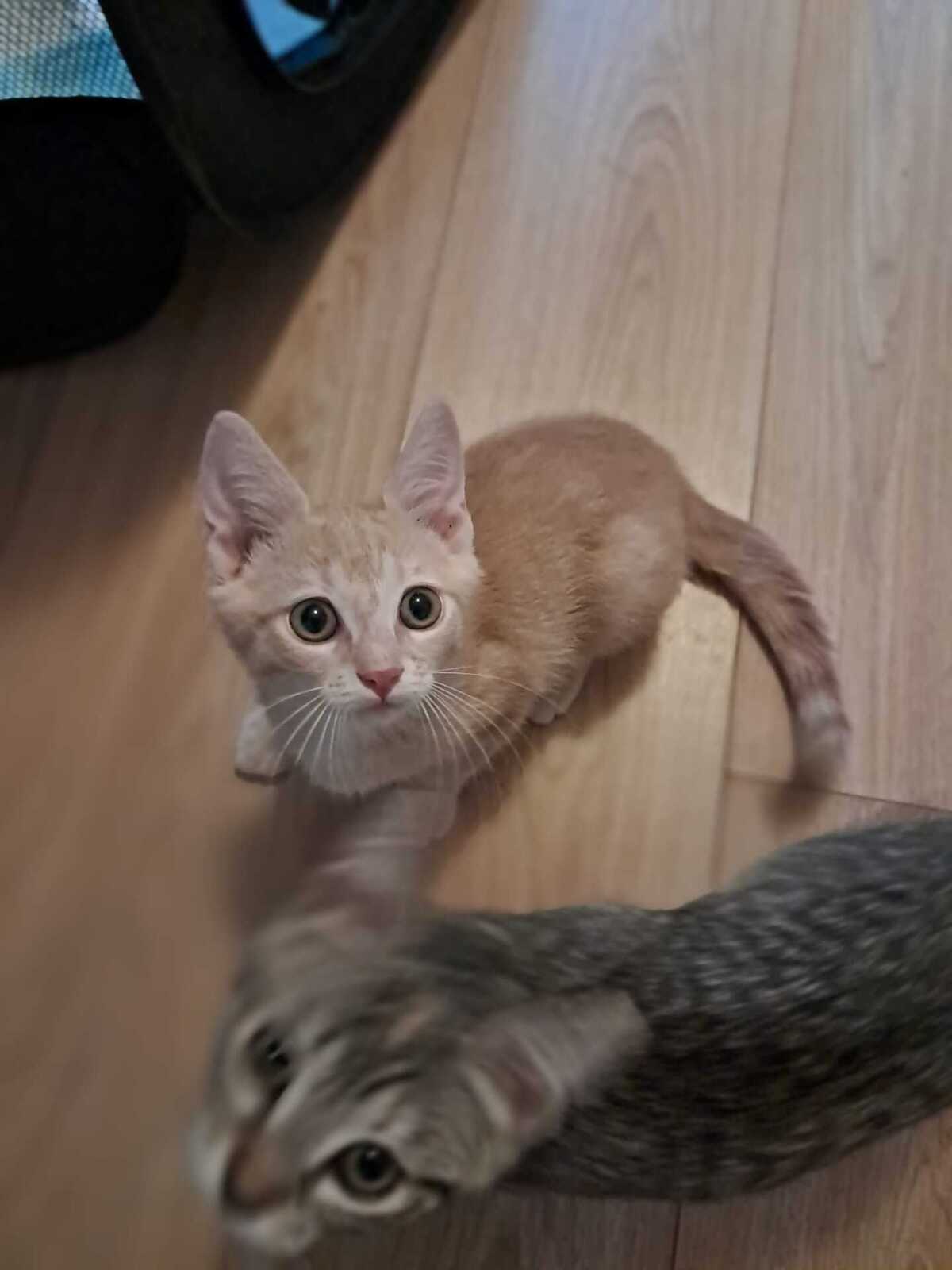 Adoption Aïko
