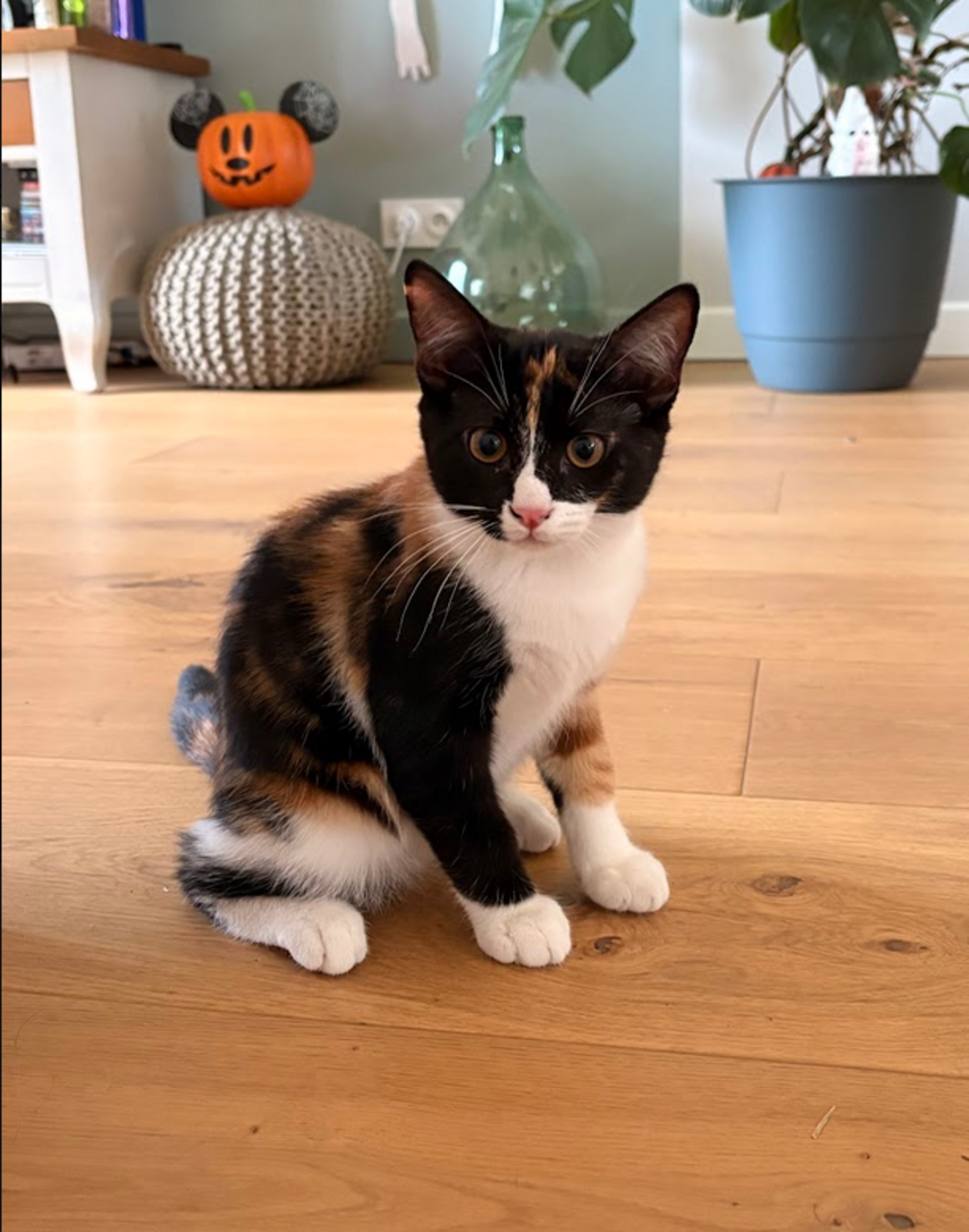 Adoption Pimprenelle