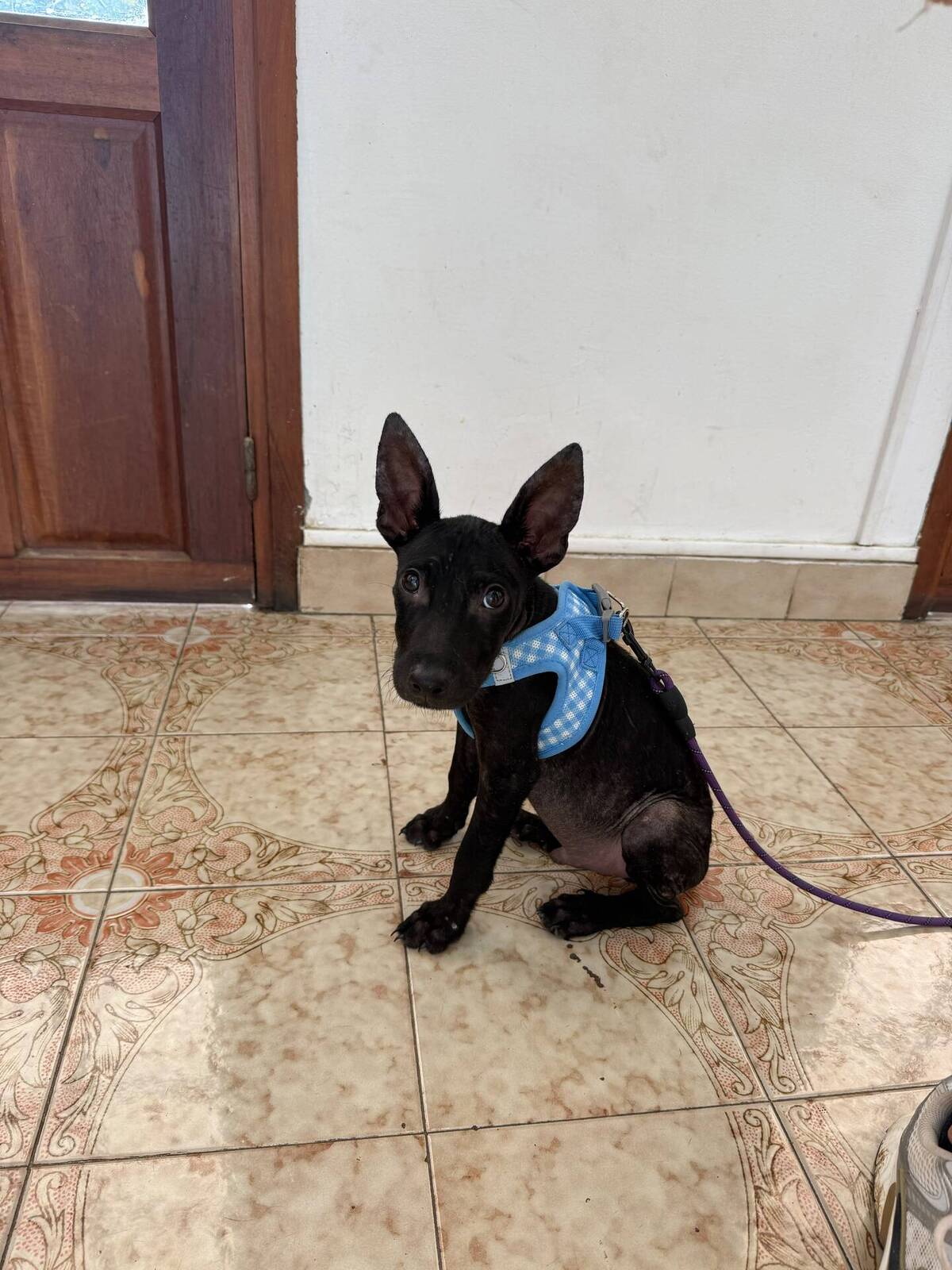Adoption Marshall