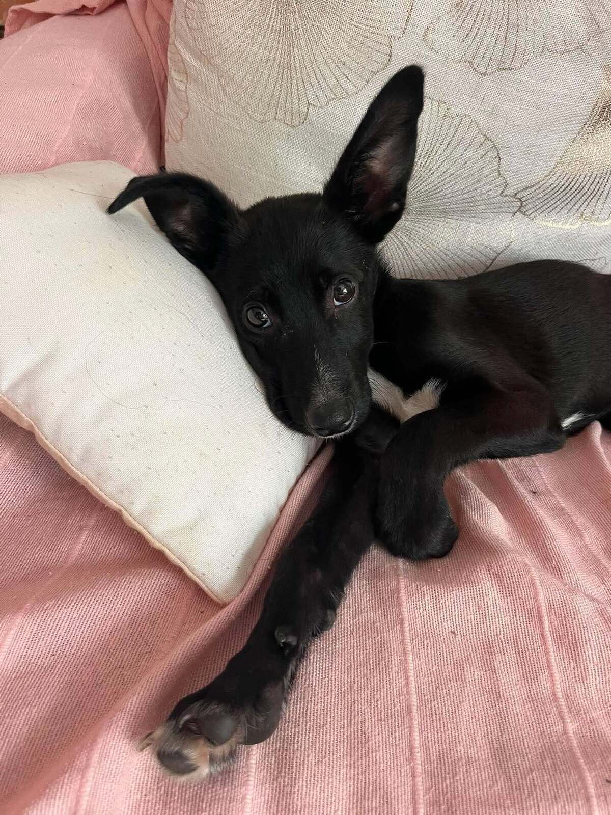 Adoption SAPHIR