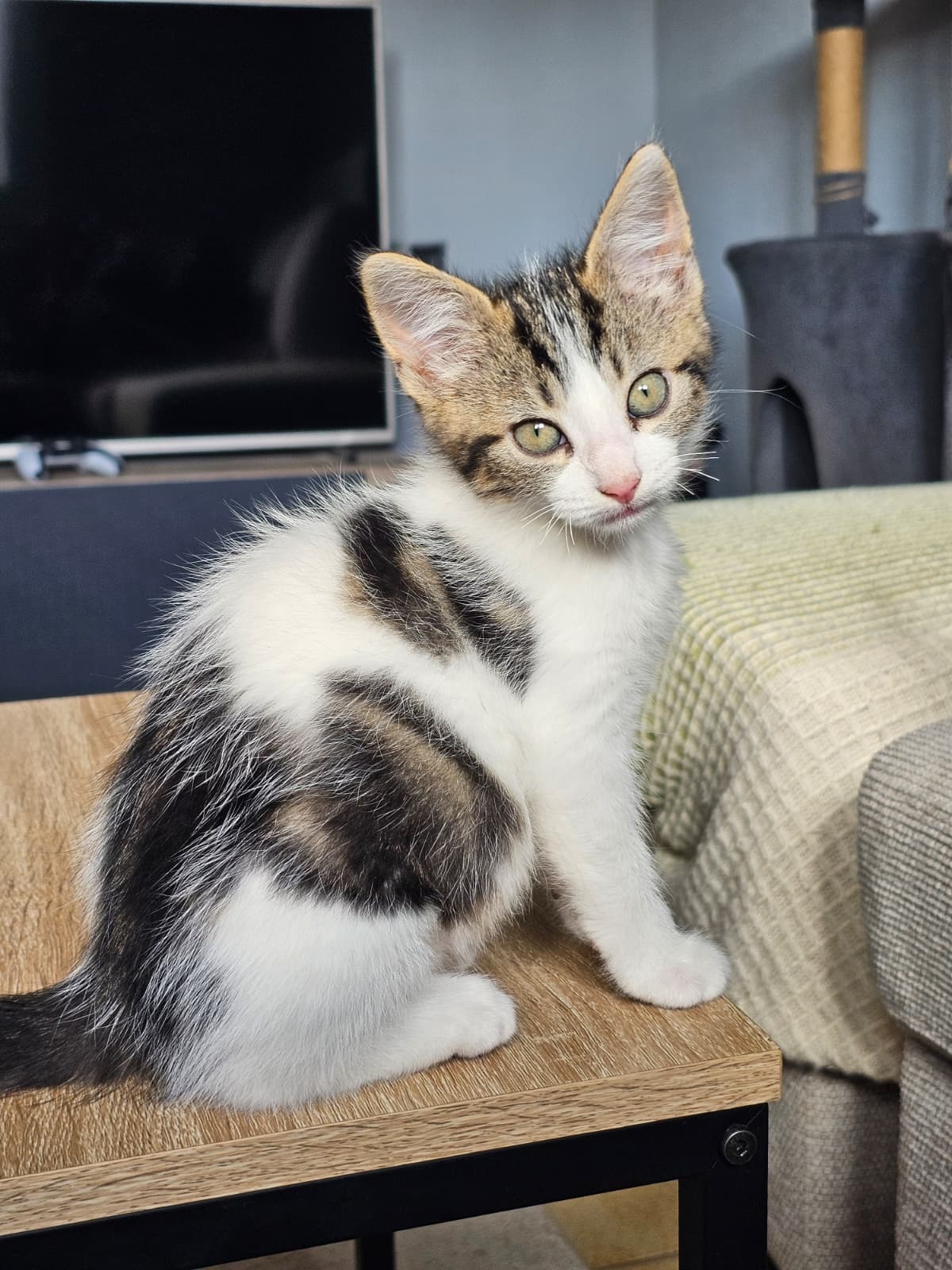 Adoption Bianca