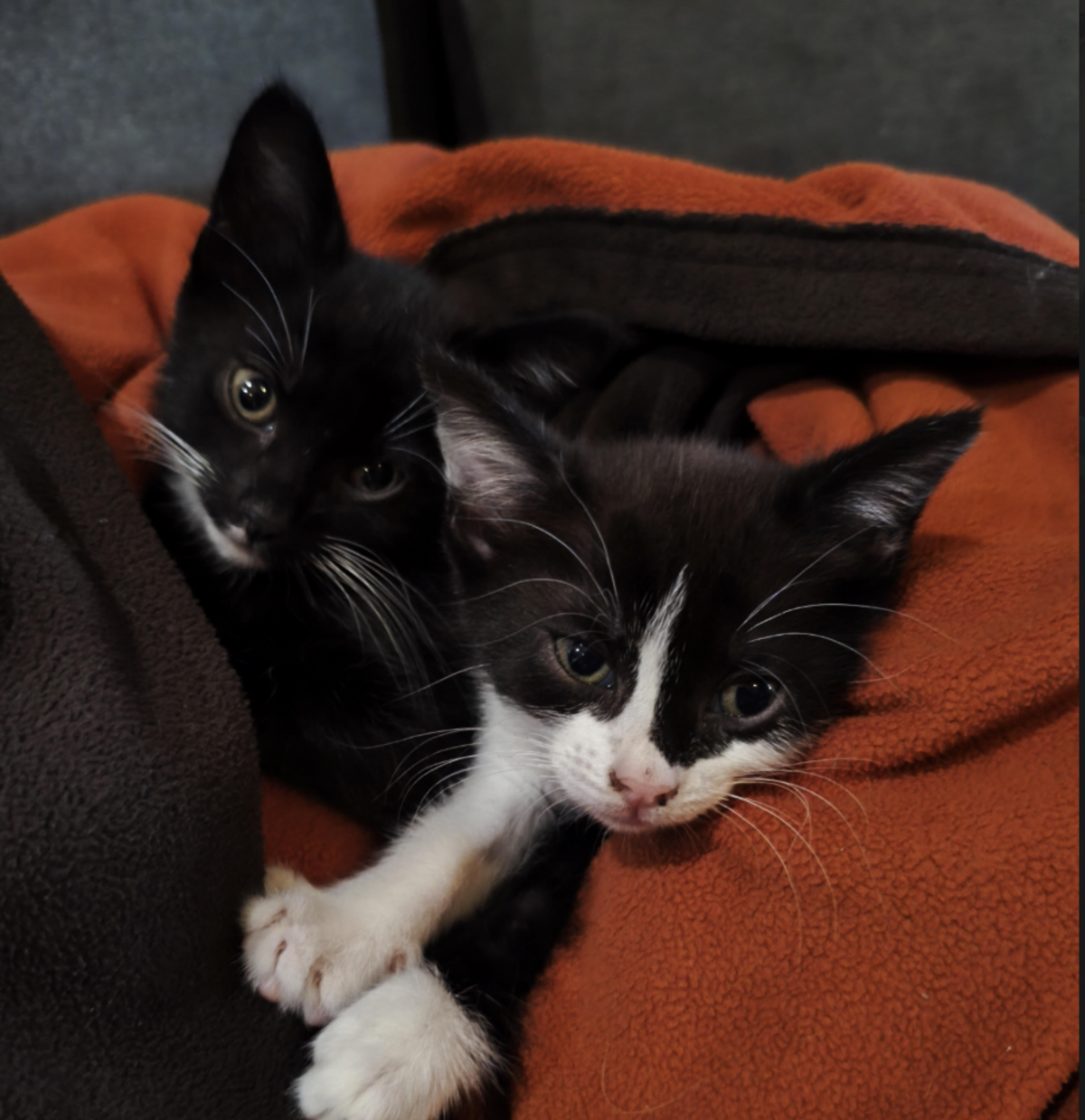 Adoption Caline 