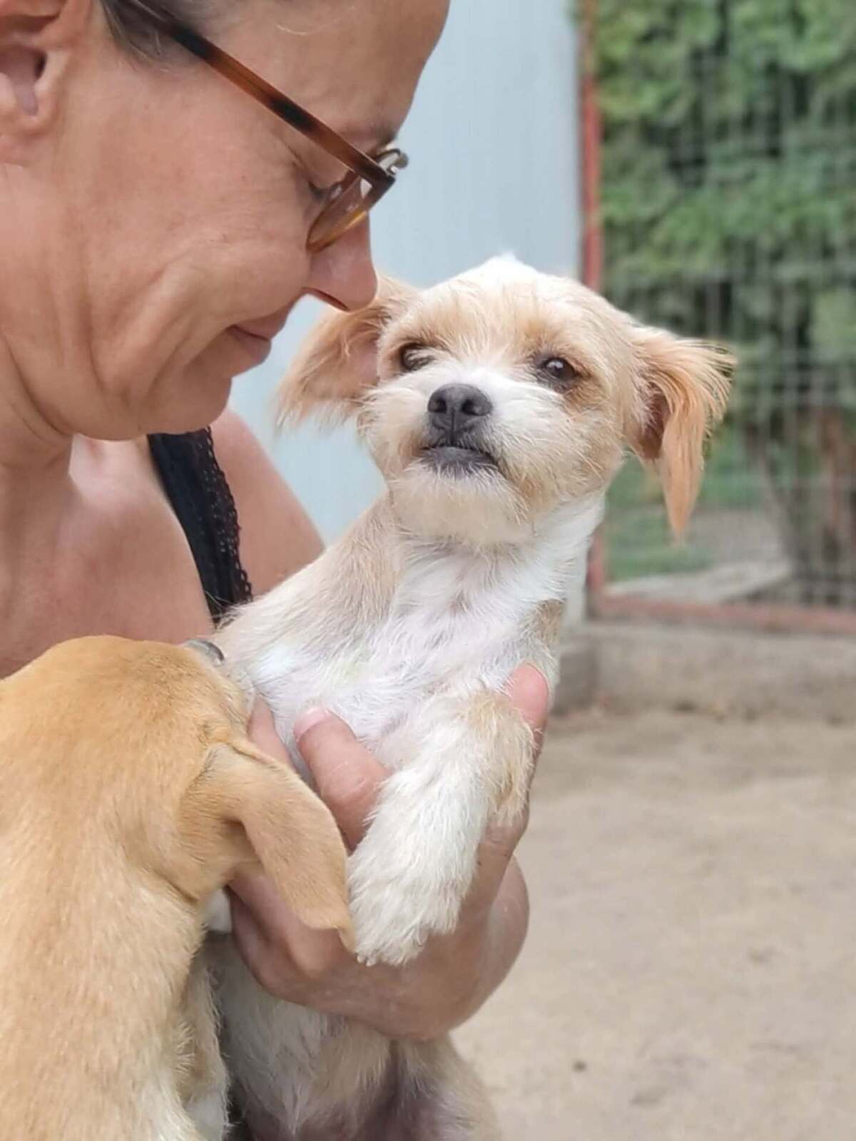 Adoption Bella