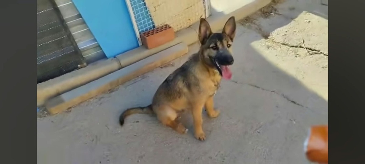 Adoption Yamal