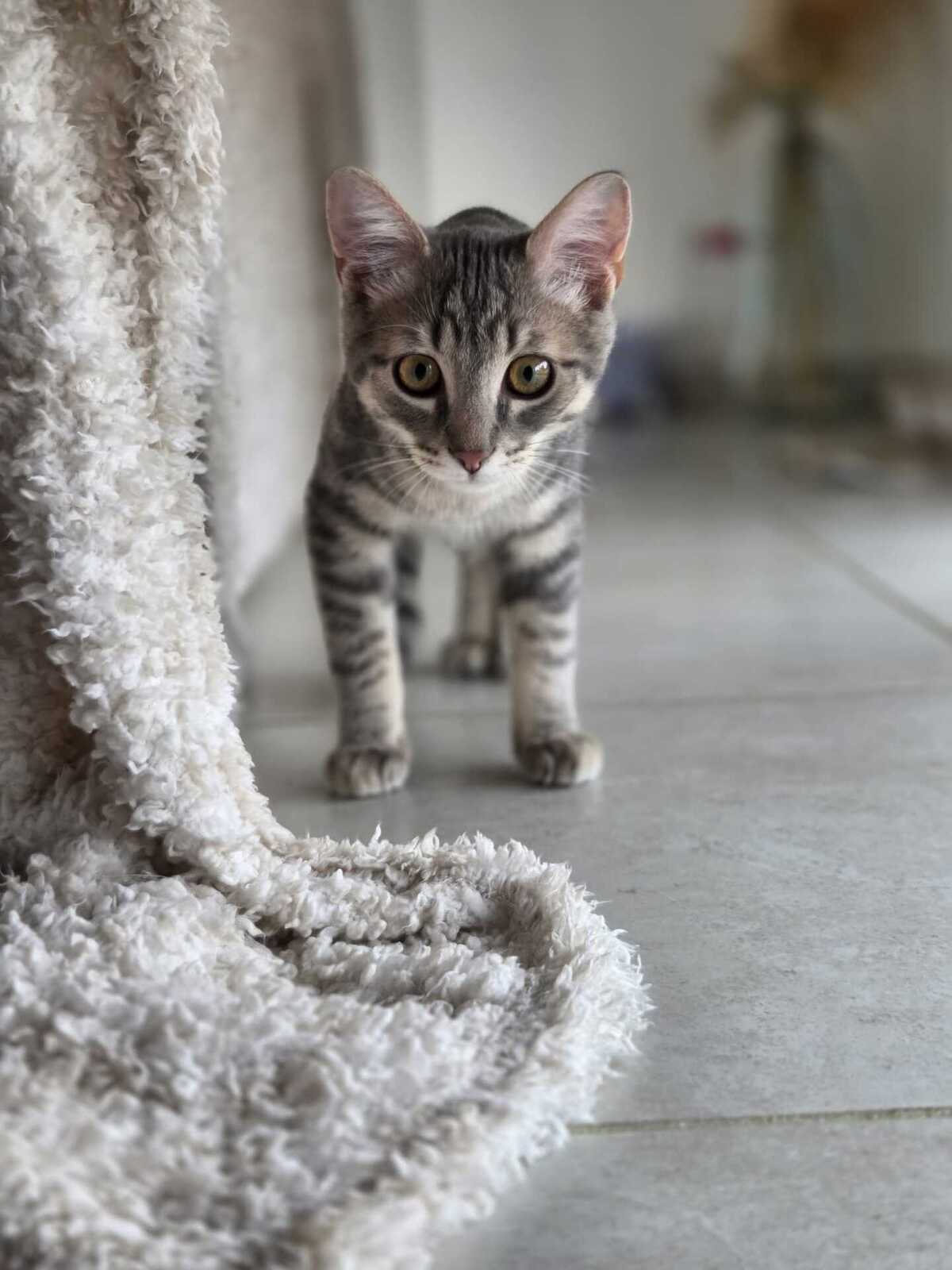 Adoption Ivar