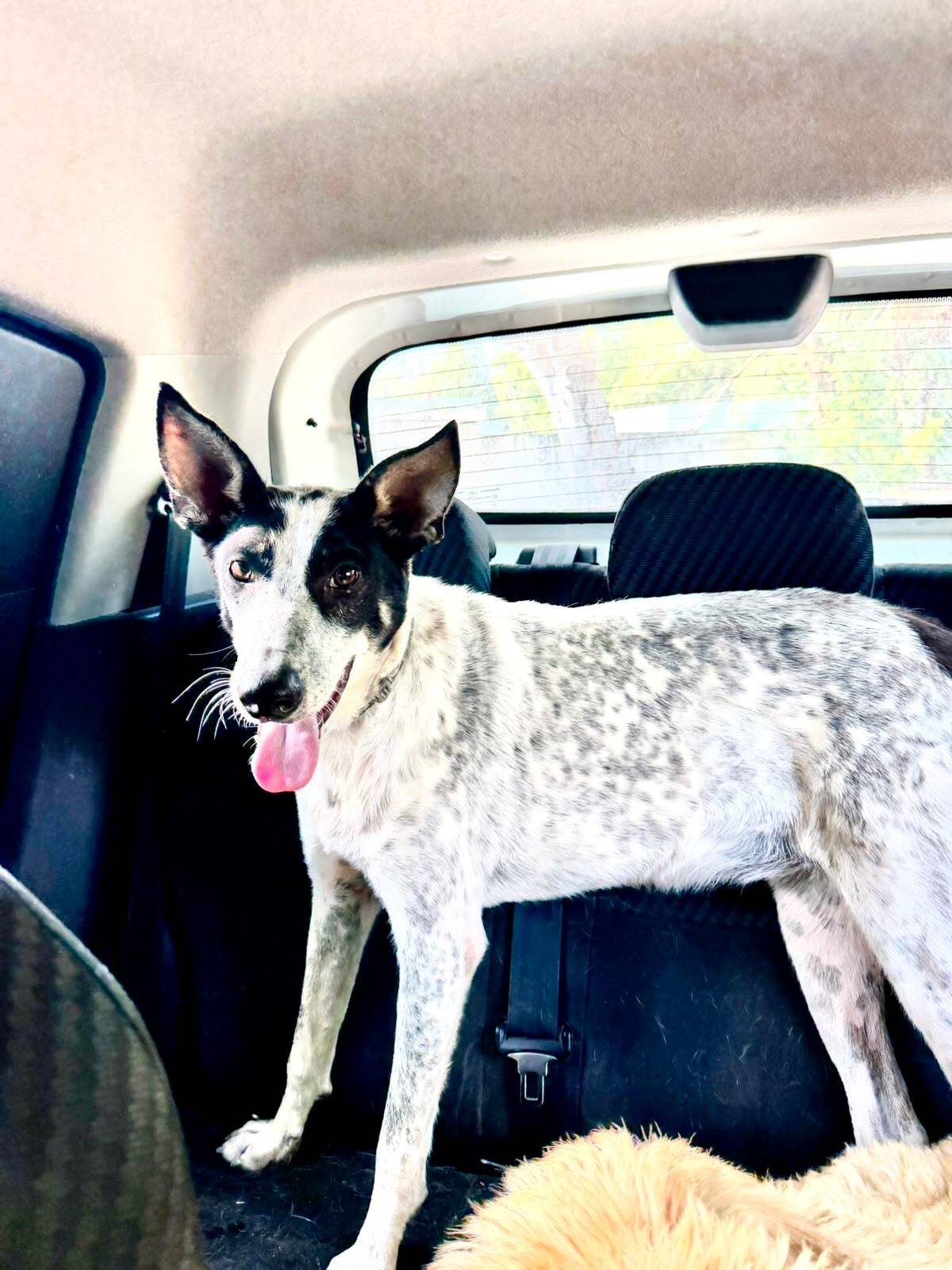 Adoption Milka 