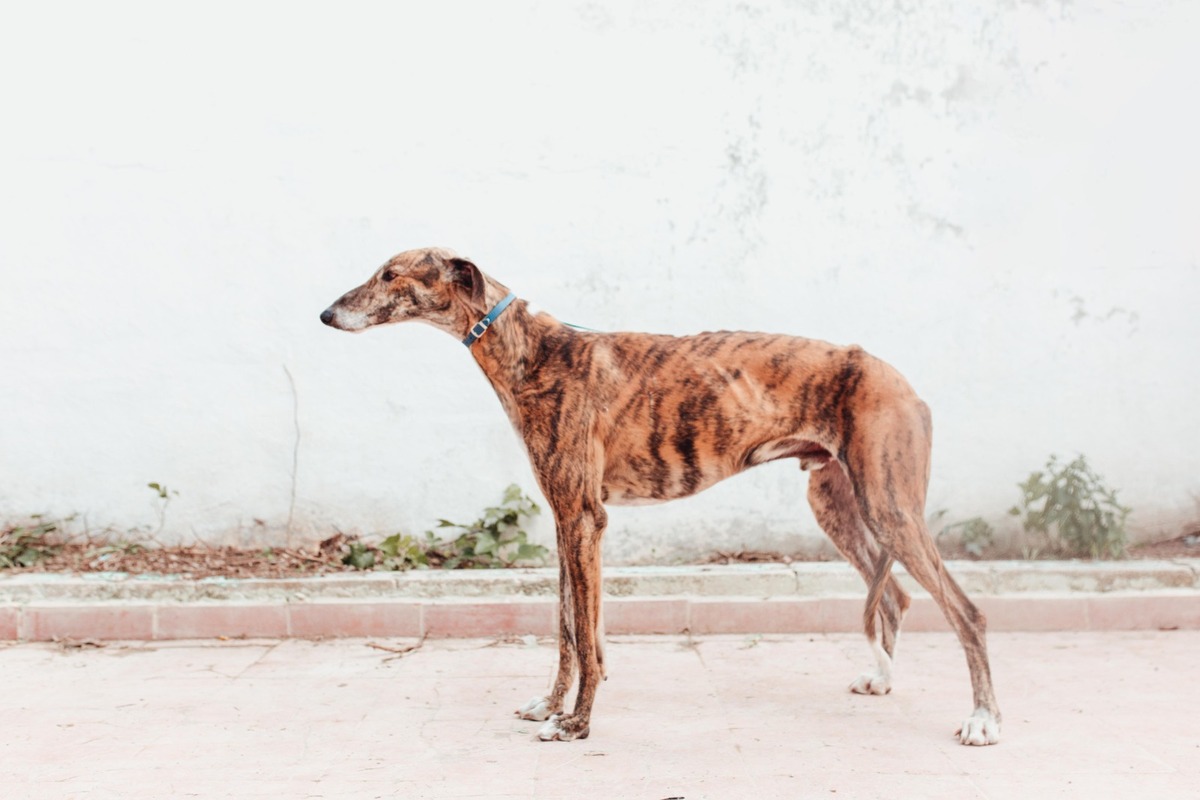 Adoption Juqueton