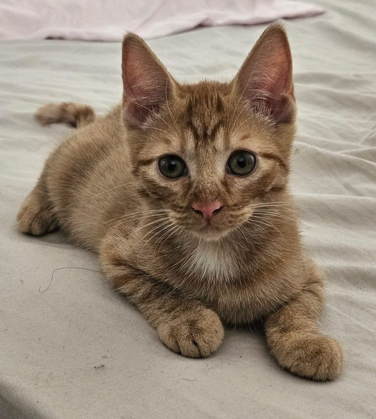 Adoption UBE