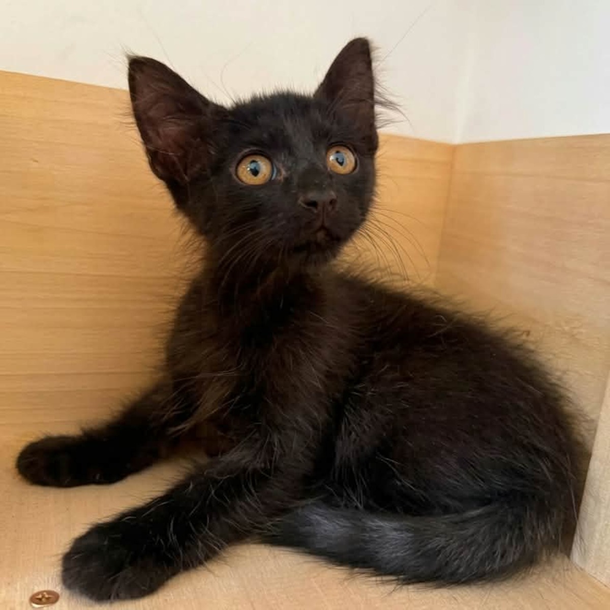Adoption Bueno