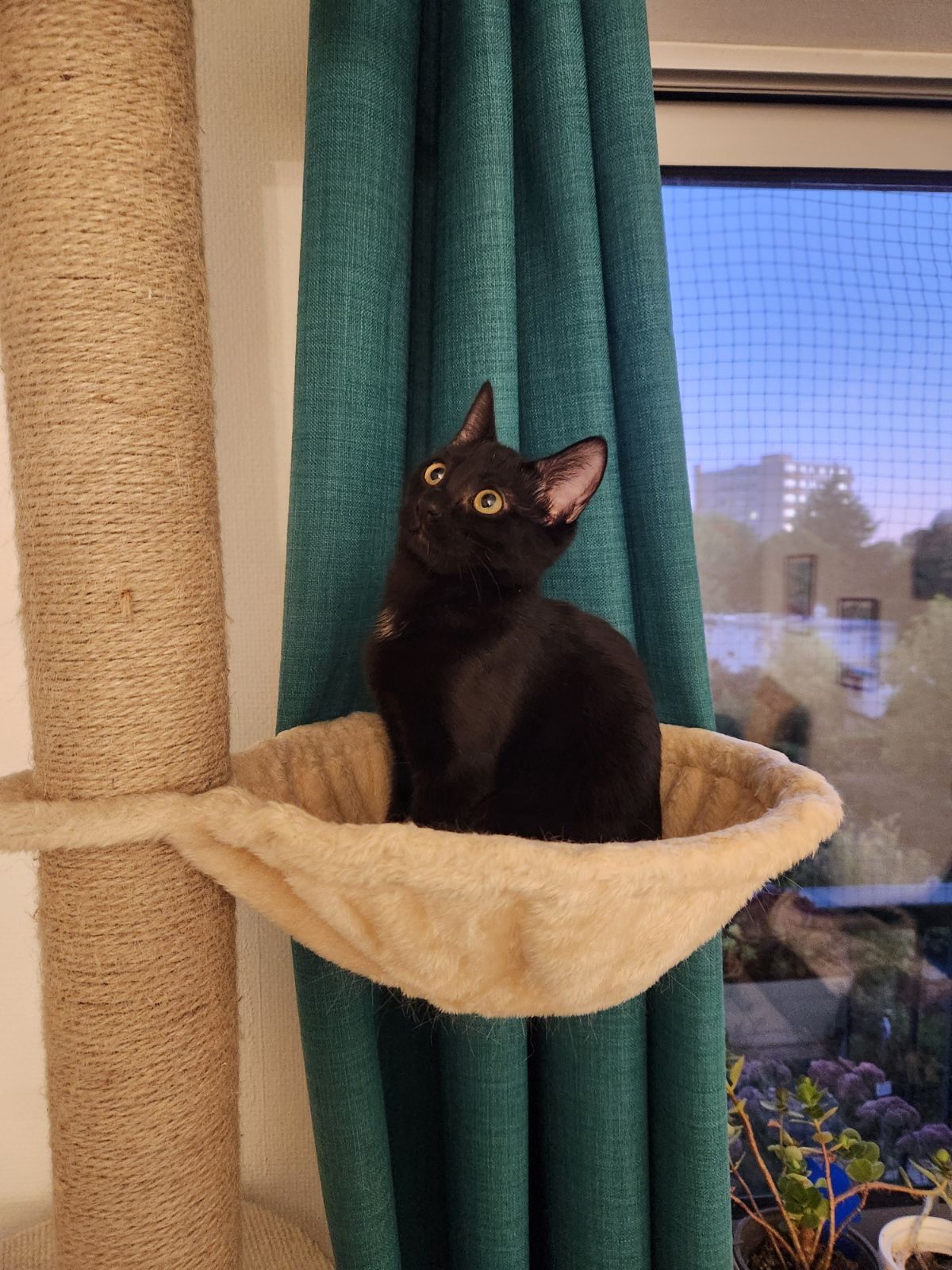 Adoption Joya