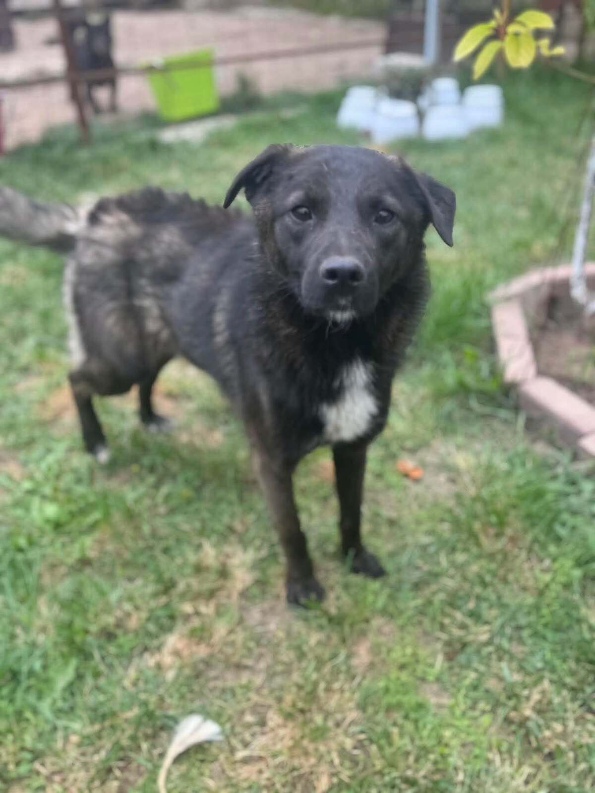 Adoption Mallow