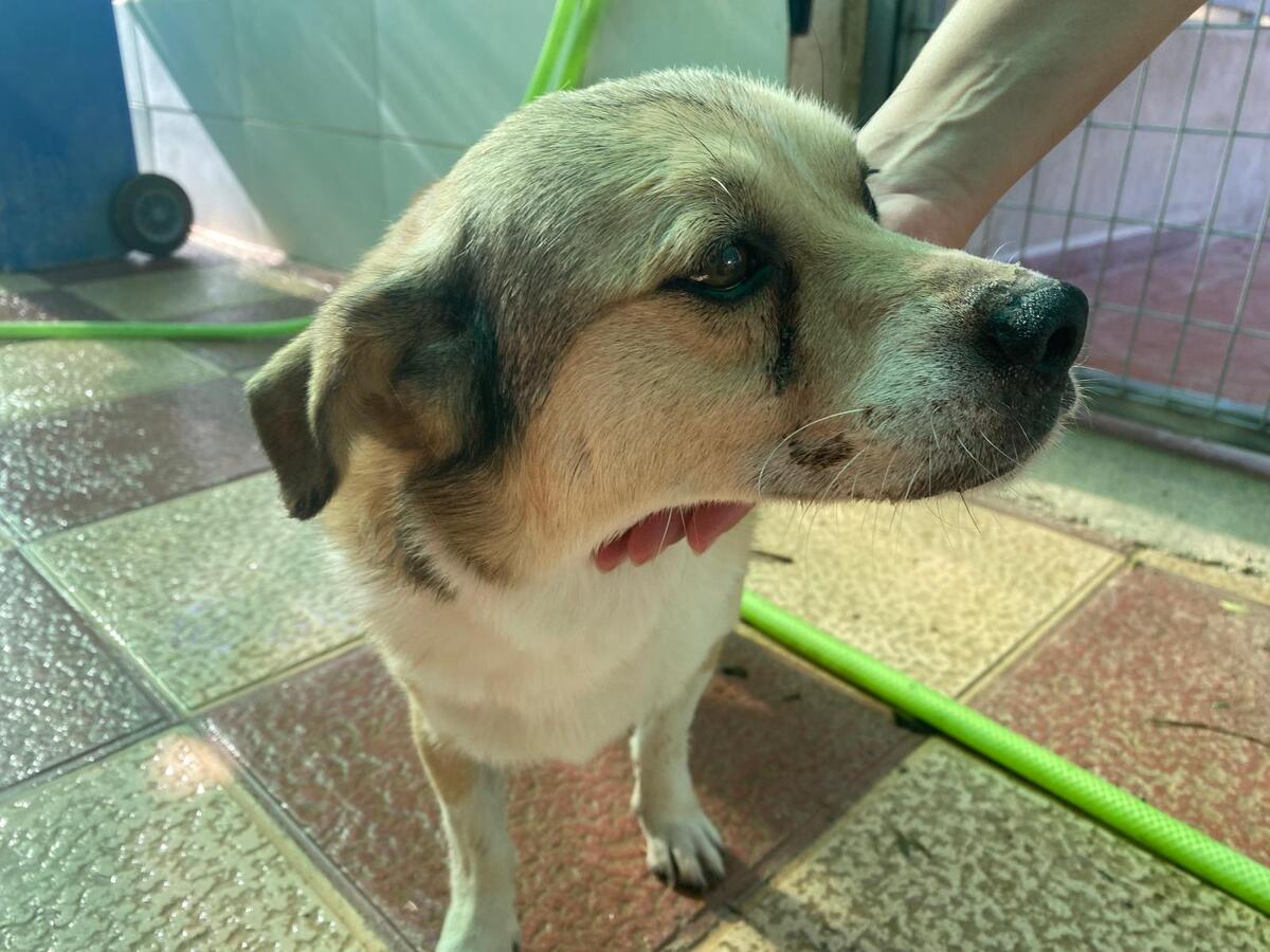 Adoption Oscar