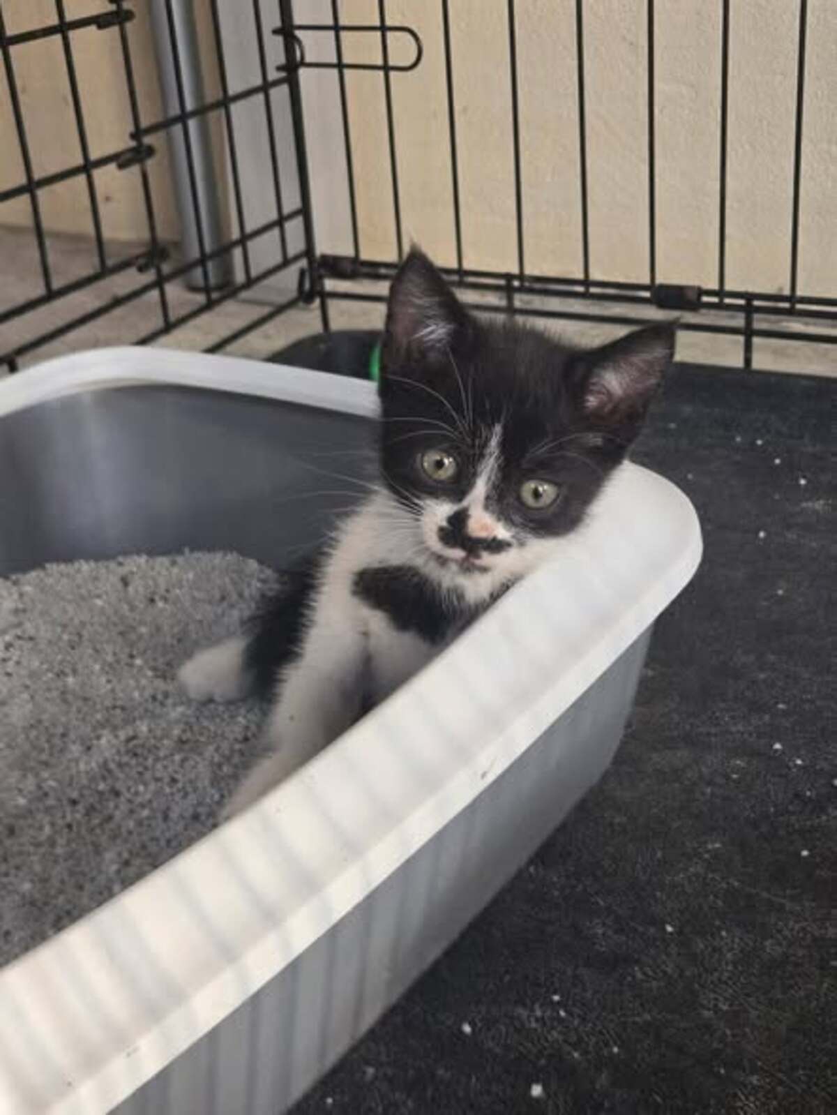 Adoption Pistache
