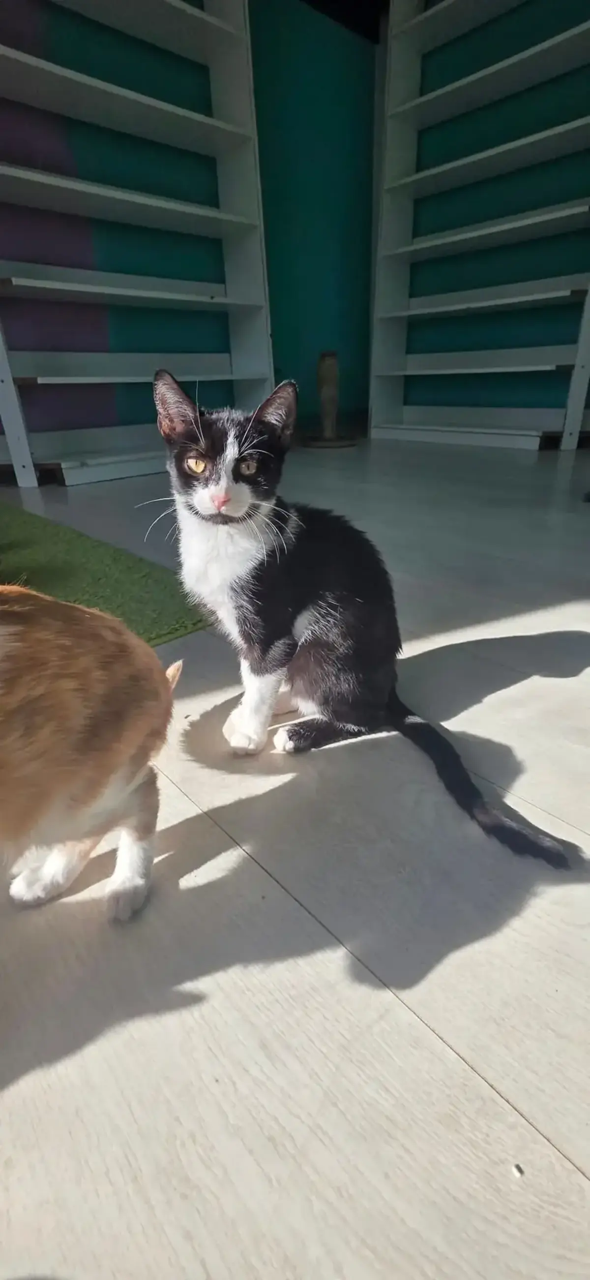 Adoption Fuji