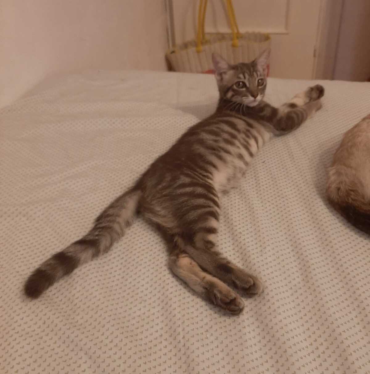 Adoption Olive