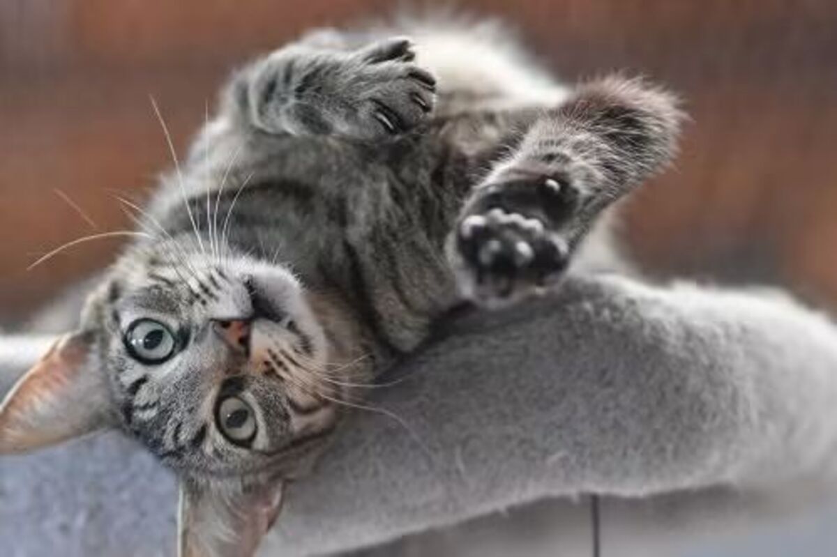 Adoption Wess