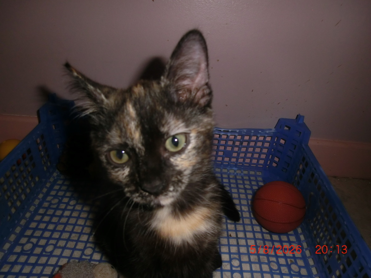 Adoption Luna