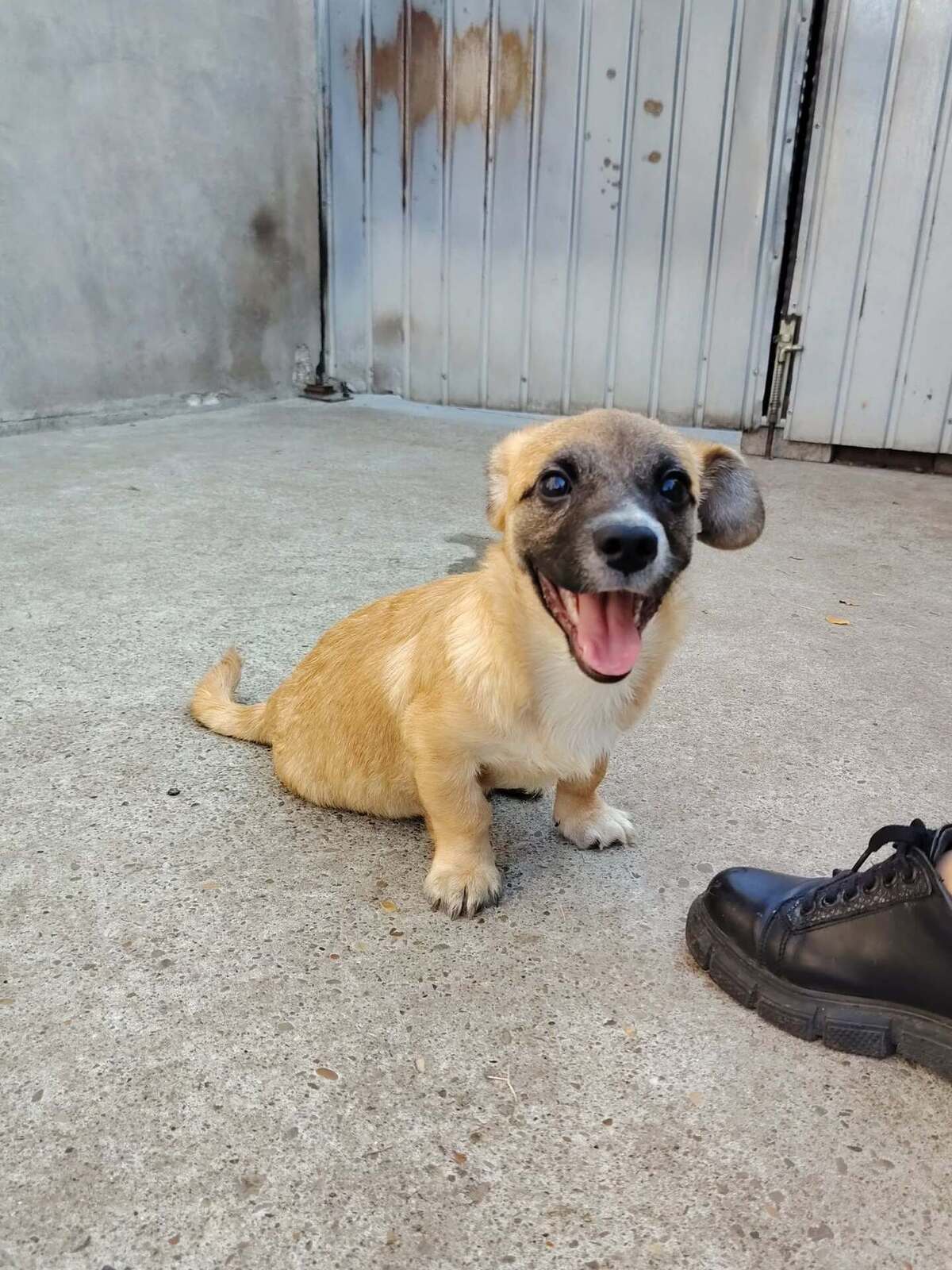 Adoption Soan