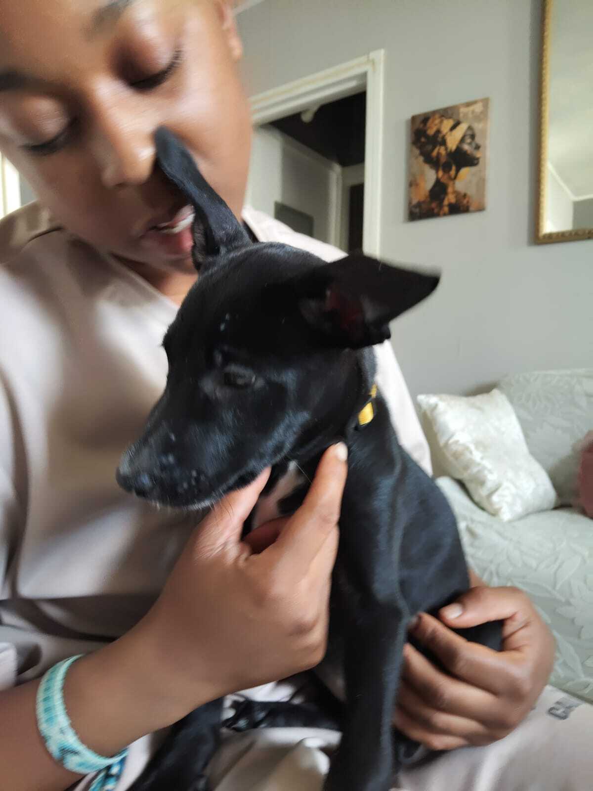 Adoption Stella