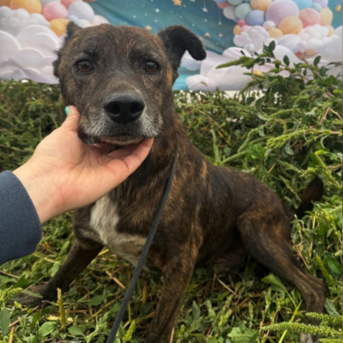 Adoption Camillo