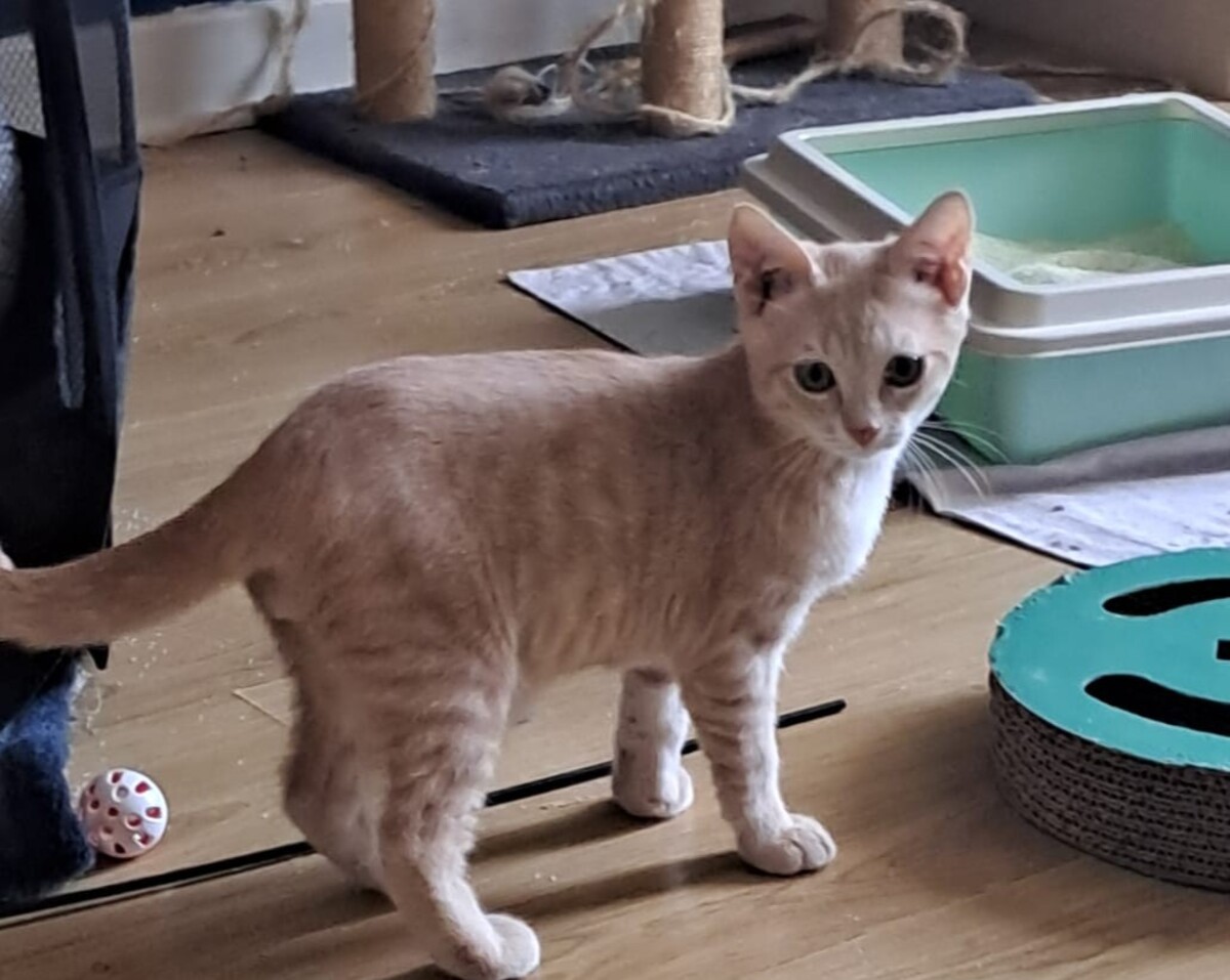 Adoption Aïko