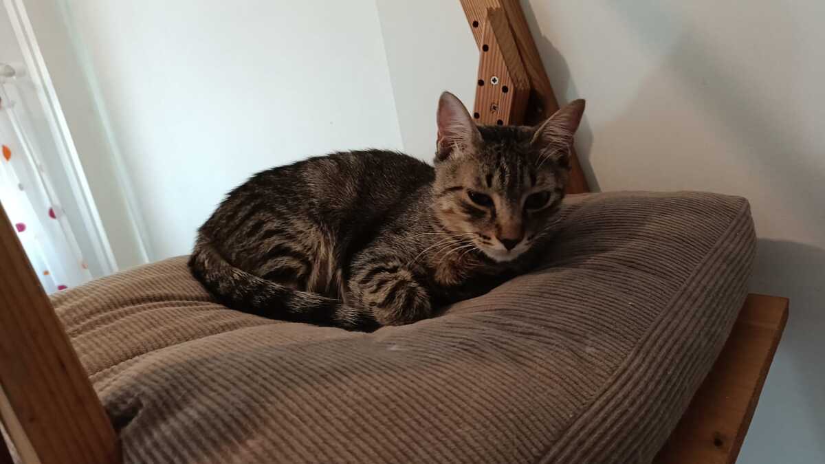 Adoption Léo