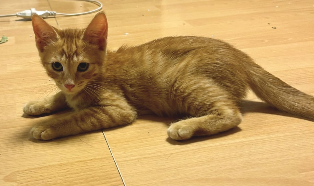 Adoption Brody