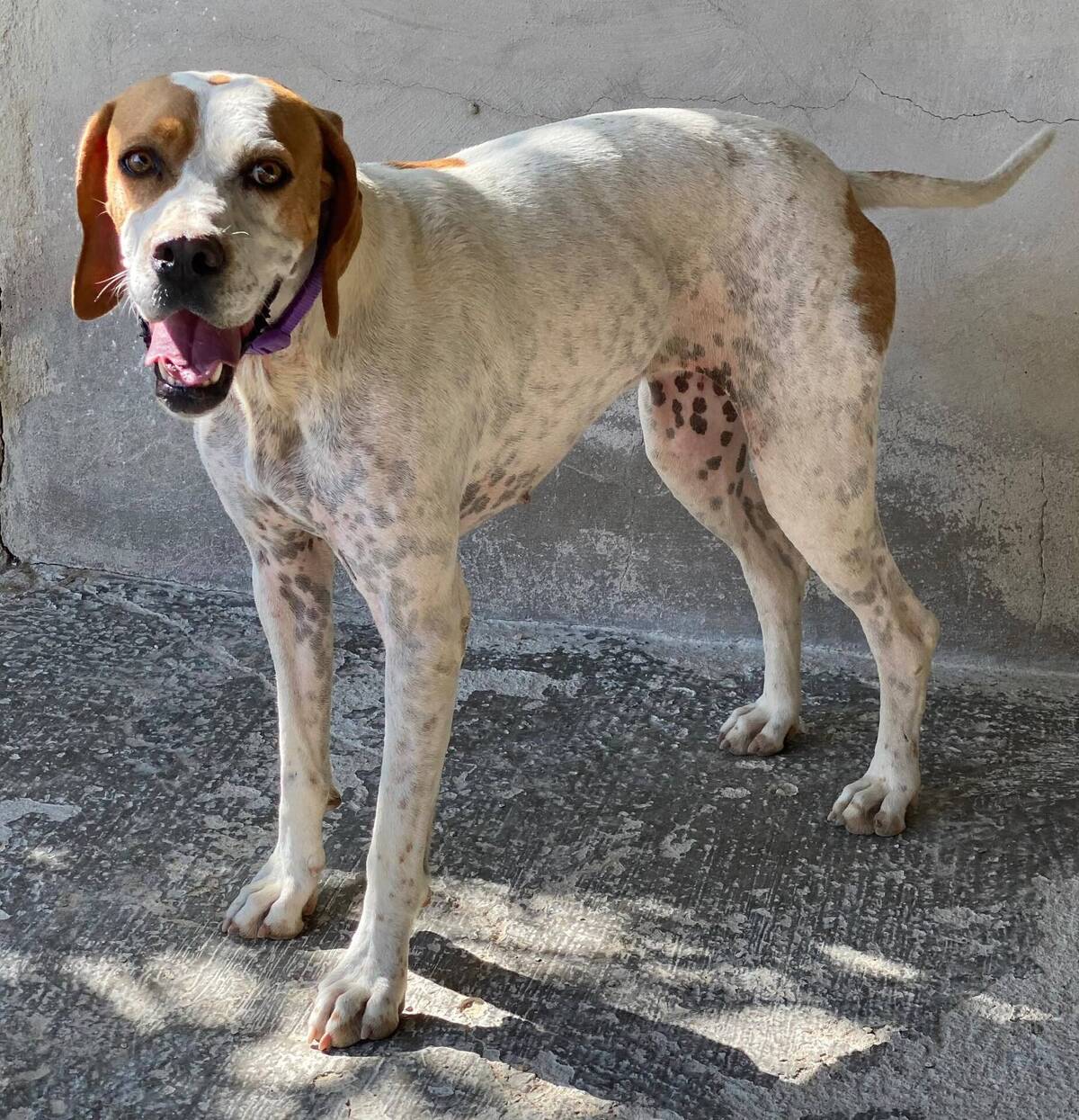 Adoption Ellie