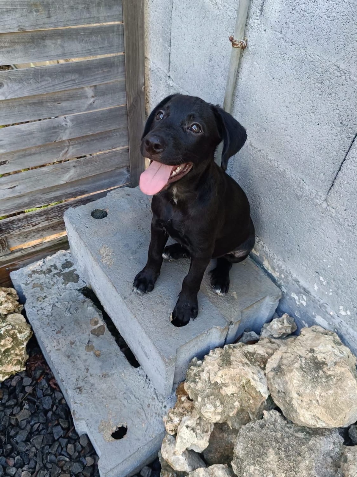 Adoption Onyx