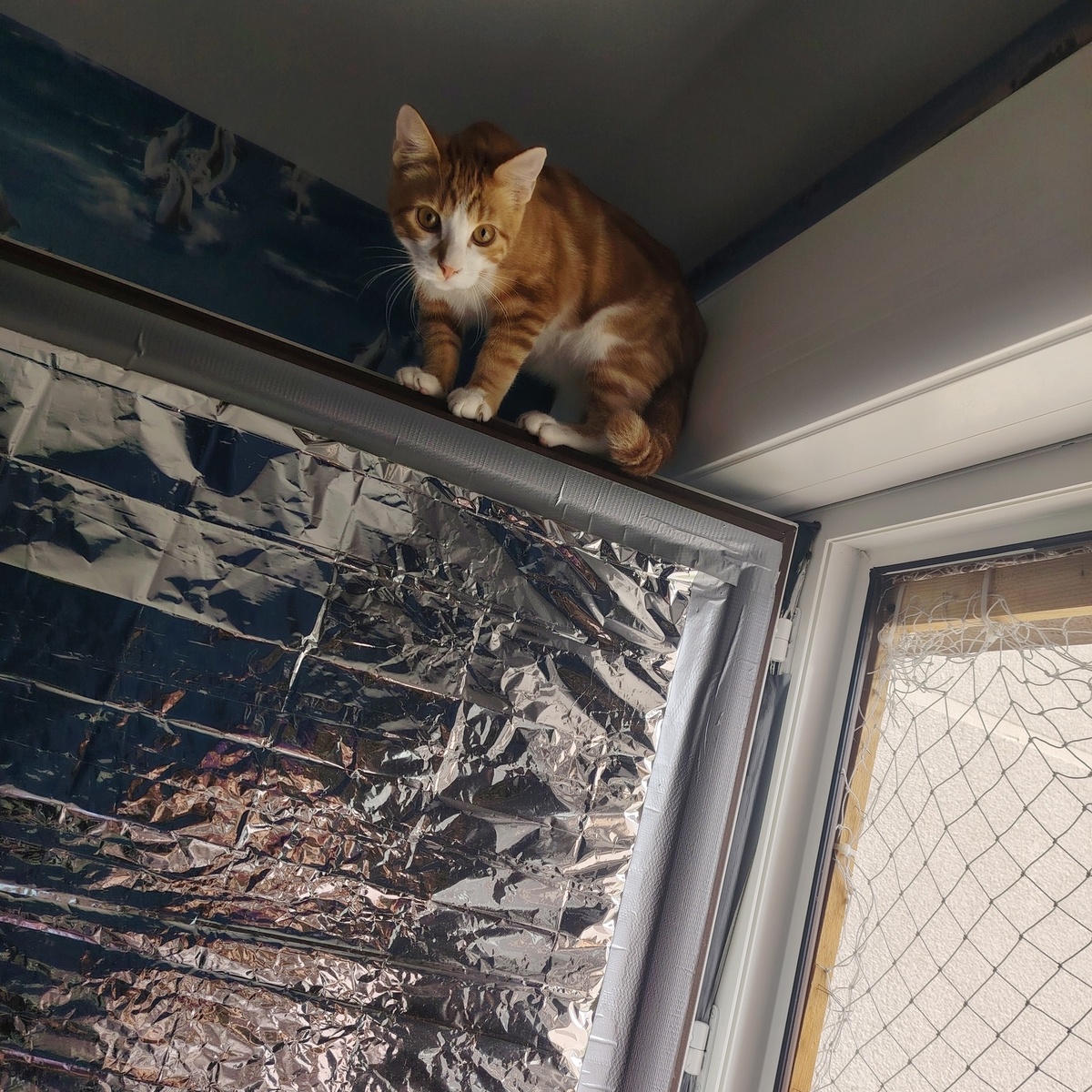 Adoption Aurore 