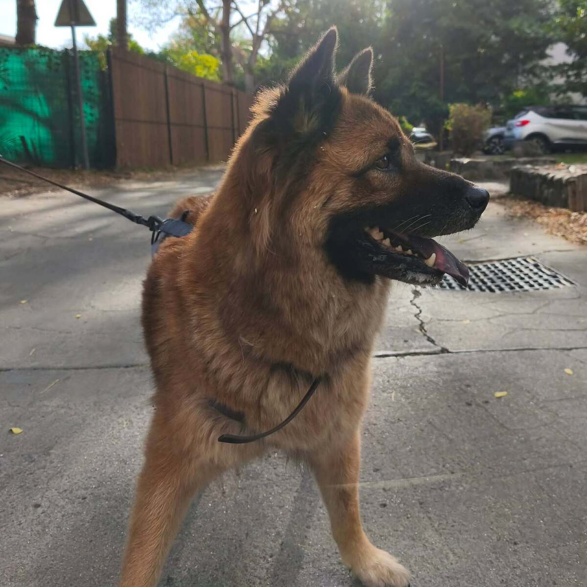 Adoption LAÏKA