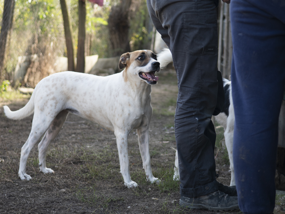 Adoption Bambie