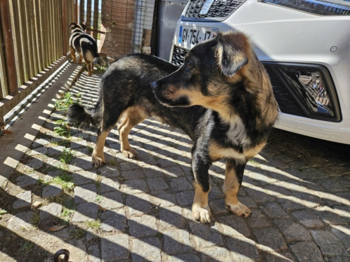 Adoption Benji