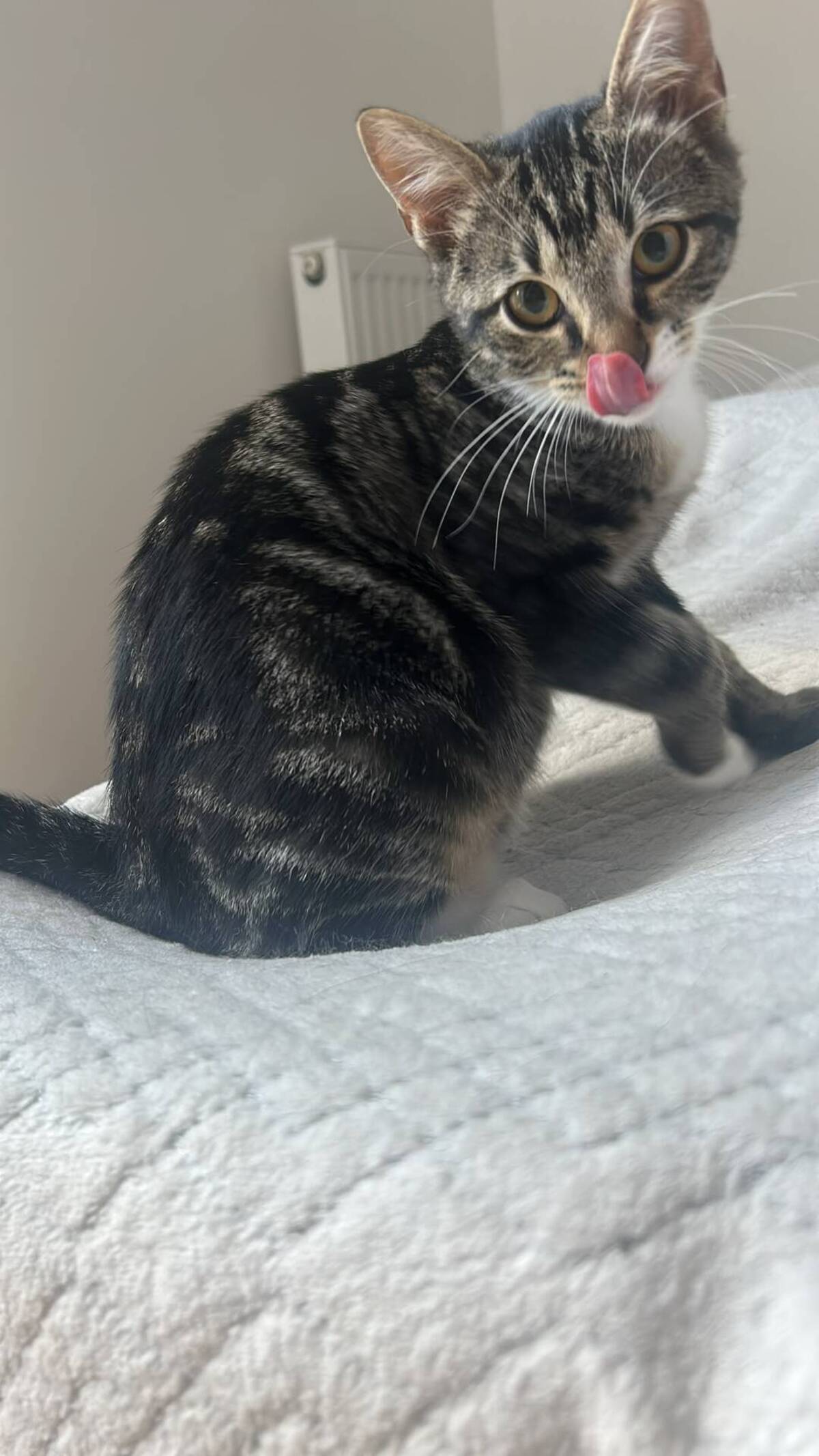 Adoption Shoopi