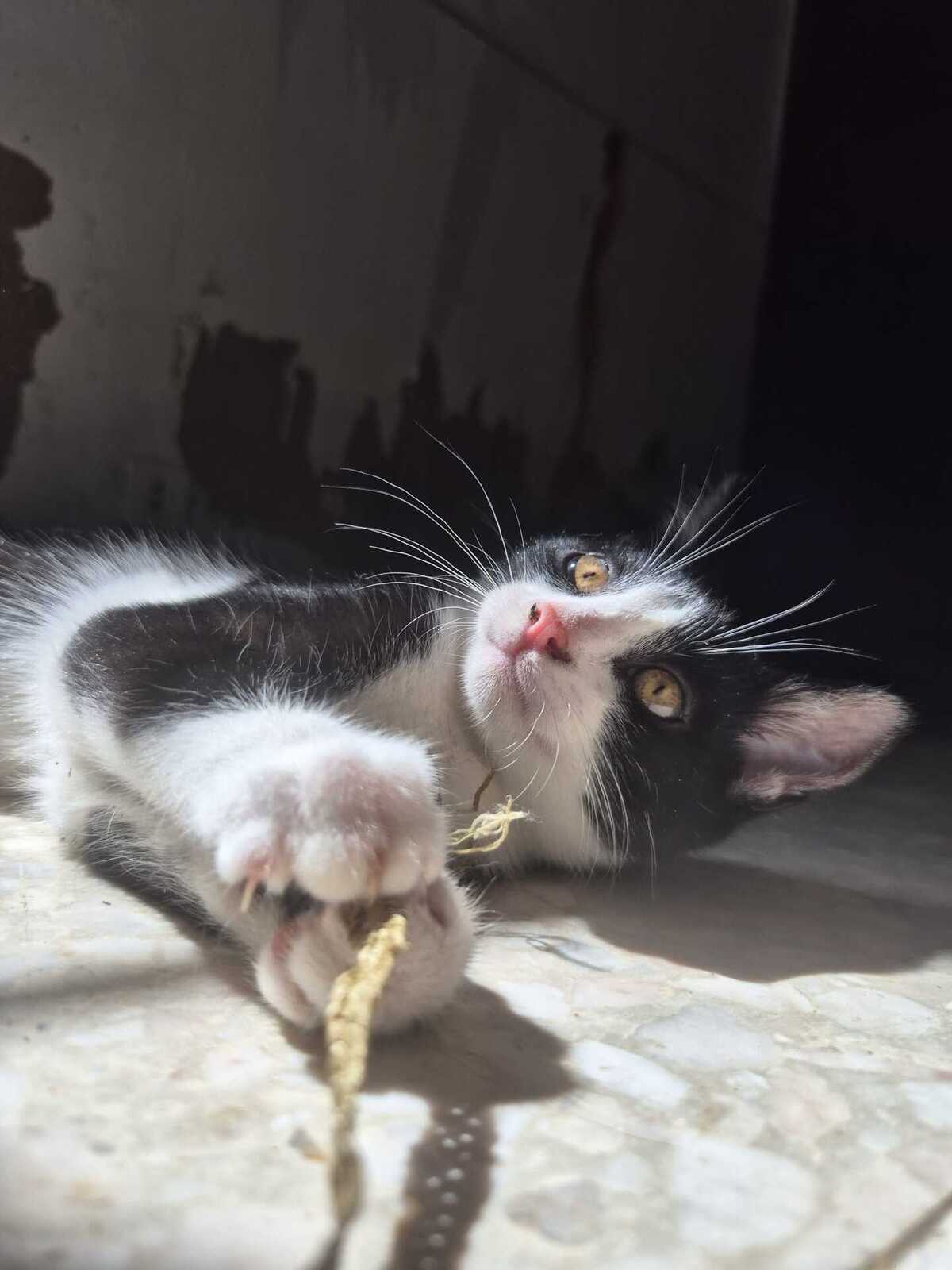Adoption Stomy