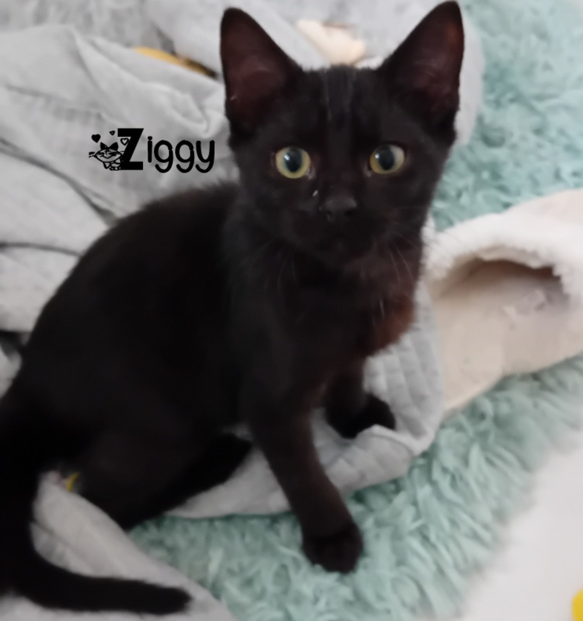 Adoption Ziggy