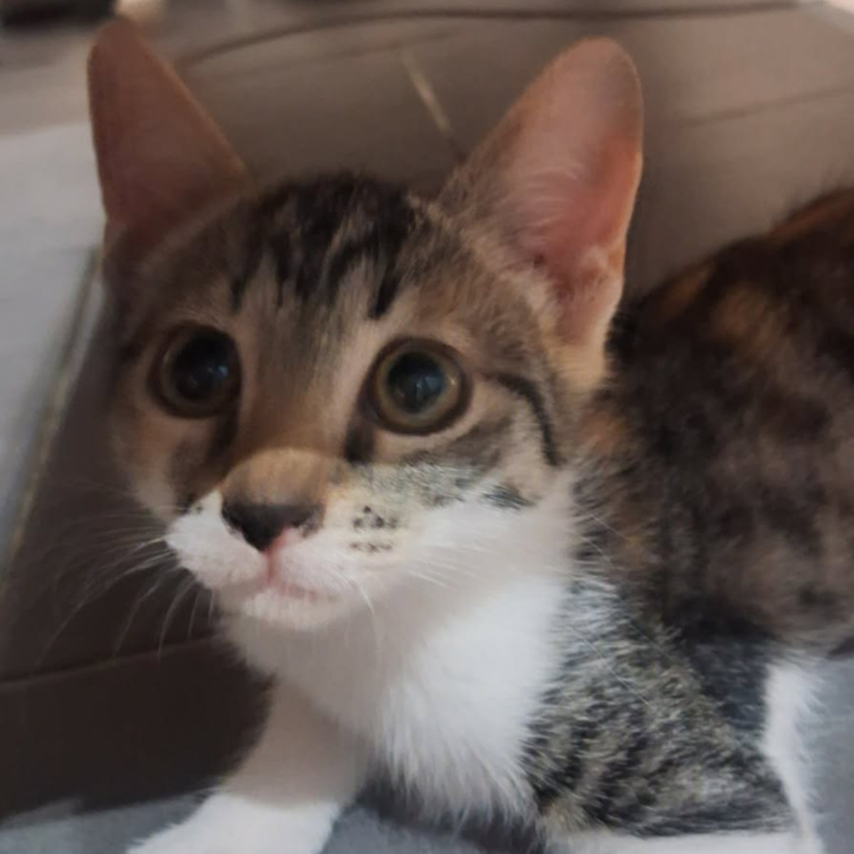 Adoption MORPHEE