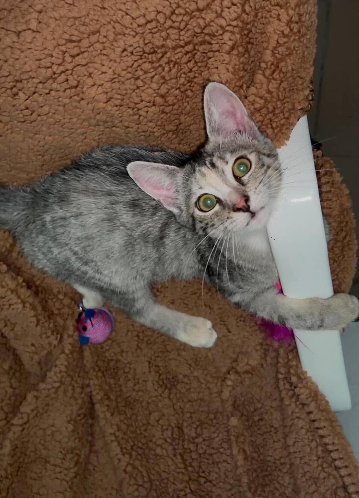Adoption Mia