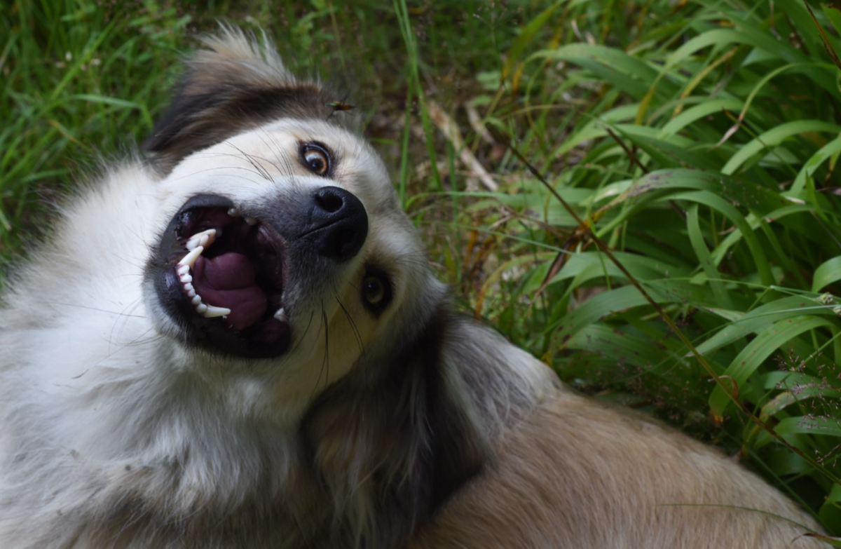 Adoption Blanca