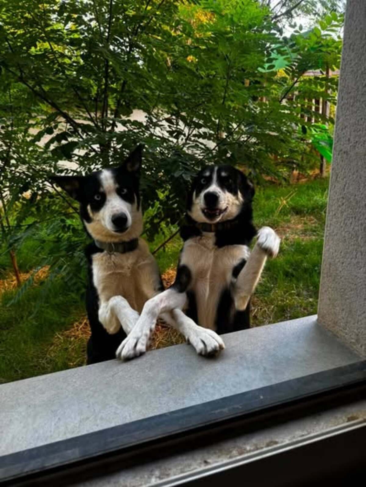 Adoption Uno et Ulysse