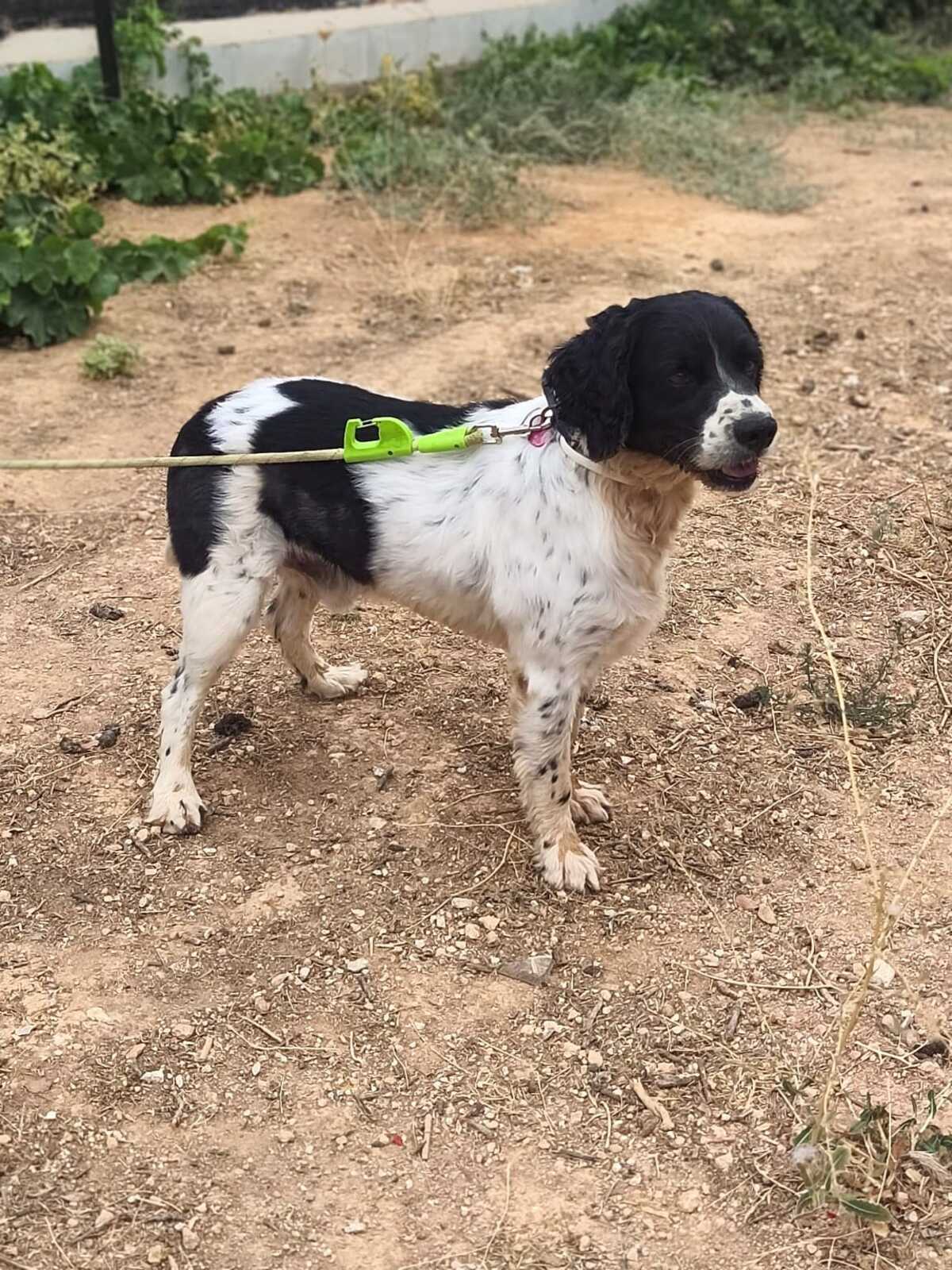 Adoption Macarrón