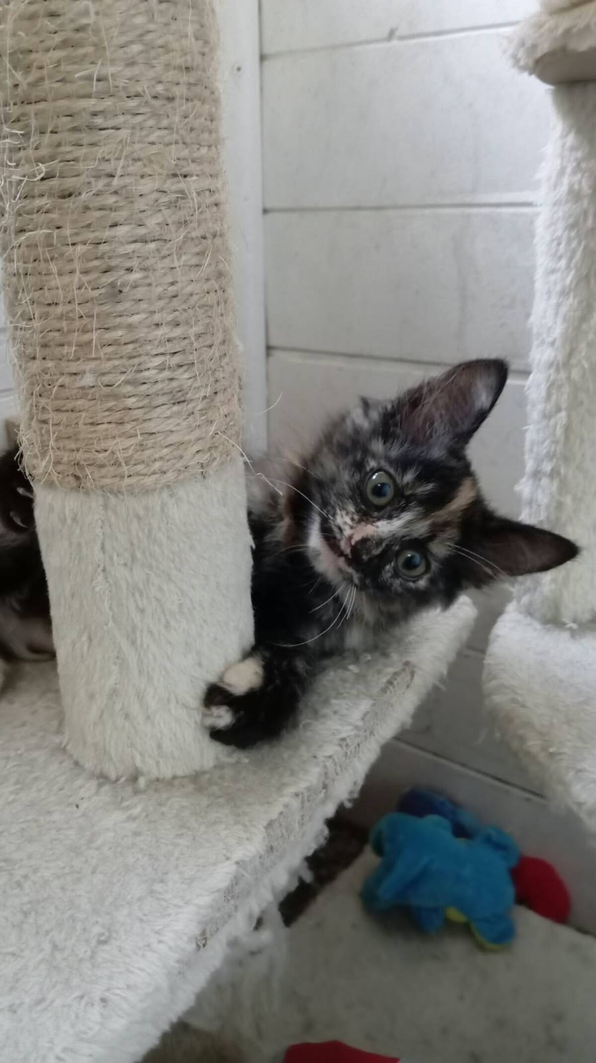 Adoption Eclipse