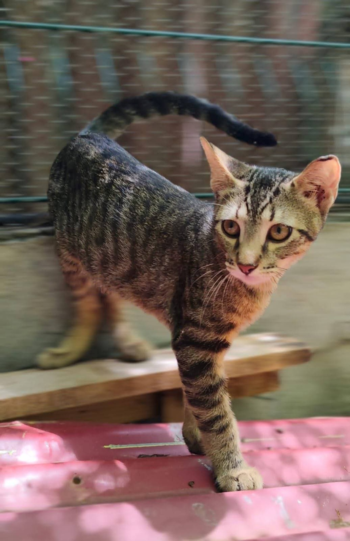 Adoption Bambou 